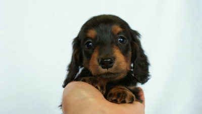 2012.3.3生まれ「ももの子」ブラック＆タン　女の子