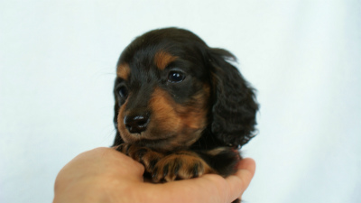 2012.3.3生まれ「ももの子」ブラック＆タン　女の子