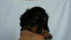 カニンヘンダックス　ブラック&クリーム　女の子　子犬