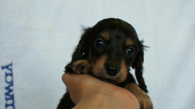 2012.3.3生まれ「ももの子」ブラック＆クリーム　女の子