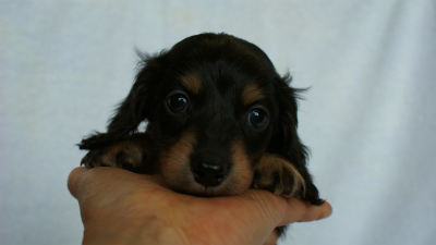 2012.3.3生まれ「ももの子」ブラック＆クリーム　女の子