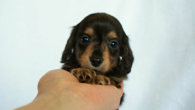 2012.3.4生まれ「エルナの子」ブラック&タン 男の子 2012.3.4生まれ「エルナの子」ブラック&タン 男の子