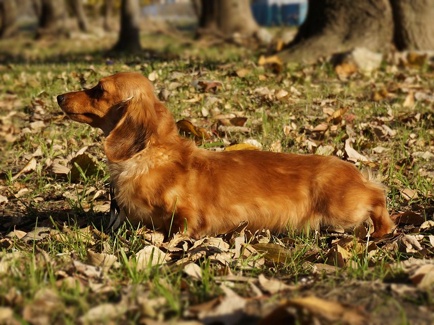英国 RALINES DRAGON ALONG チャンピオン直子 ゴールディ（女の子）
