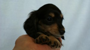 カニンヘンダックス ブラック&クリーム 男の子 子犬 カニンヘンダックス ブラック&クリーム 男の子 子犬