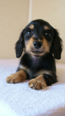 2012.3.11生まれ「ユジンの子」　ブラック＆クリーム　男の子　子犬