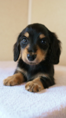 2012.3.11生まれ「ユジンの子」　ブラック＆クリーム　男の子　子犬