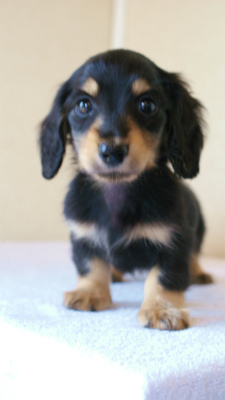 2012.3.11生まれ「ユジンの子」　ブラック＆クリーム　男の子　子犬