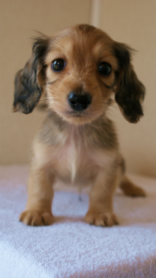 2012.3.11生まれ「ユジンの子」　シェーデットクリーム　男の子