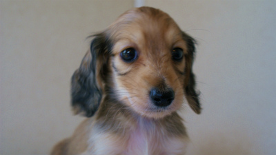 2012.3.11生まれ「ユジンの子」　シェーデットクリーム　男の子　子犬