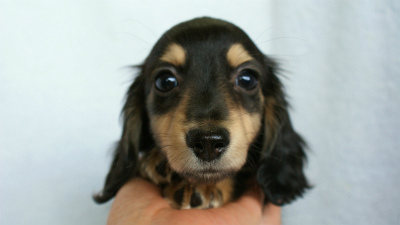 カニンヘンダックス　ブラック＆クリーム　アラン君