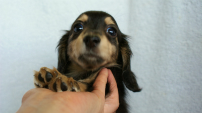 カニンヘンダックス　ブラック＆クリーム　アラン君