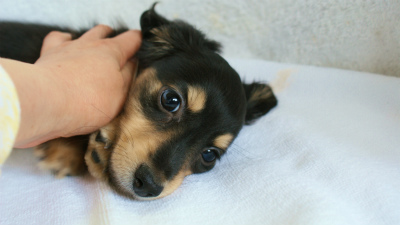 カニンヘンダックス　ブラック＆クリーム　アラン君