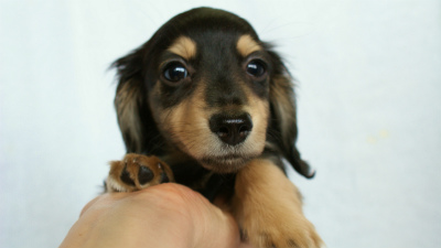 カニンヘンダックス　ブラック＆クリーム　アラン君