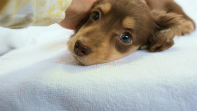 カニンヘンダックス チョコ&クリーム 女の子 子犬 ひのきちゃん カニンヘンダックス チョコ&クリーム 女の子 子犬 ひのきちゃん