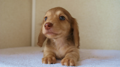 カニンヘンダックス カニンヘンダックス