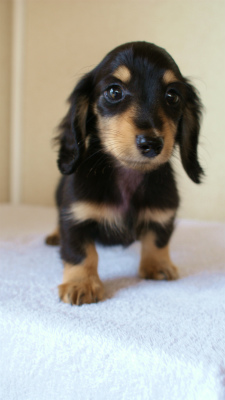 カニンヘンダックス ブラック&クリーム 男の子 カニンヘンダックス ブラック&クリーム 男の子