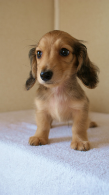 2012.3.11生まれ「ユジンの子」シューデットクリーム男の子