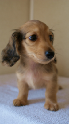 2012.3.11生まれ「ユジンの子」シューデットクリーム男の子