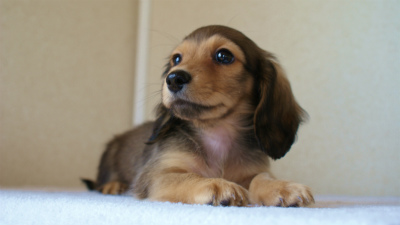 2012.3.11生まれ「ユジンの子」シューデットクリームのソルト