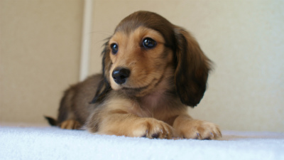 2012.3.11生まれ「ユジンの子」シューデットクリームのソルト