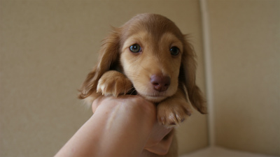 カニンヘンダックス　シェーデットクリーム　男の子　子犬