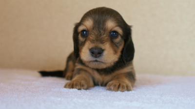 カニンヘンダックス　シェーデットクリーム　女の子　子犬