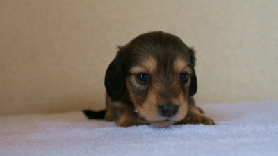 カニンヘンダックス　シェーデットクリーム　女の子　子犬