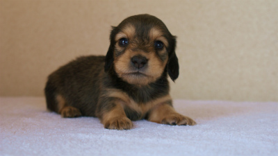 カニンヘンダックス　シェーデットクリーム　女の子　子犬