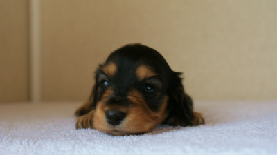 カニンヘンダックス　ブラック＆タン　女の子　子犬