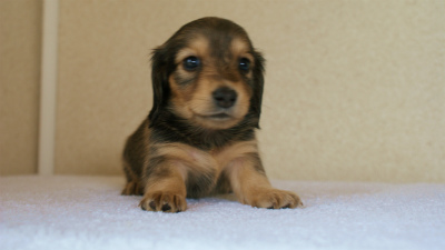 カニンヘンダックス　シェーデットクリーム　　女の子　子犬