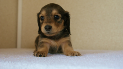 カニンヘンダックス　シェーデットクリーム　　女の子　子犬