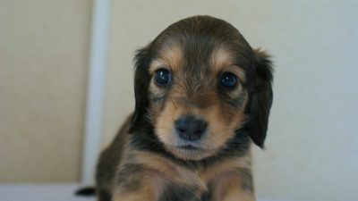 カニンヘンダックス　シェーデットクリーム　　女の子　子犬