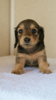 カニンヘンダックス　シェーデットクリーム　　女の子　子犬