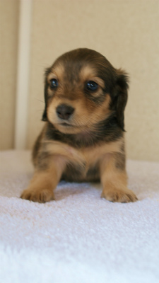 カニンヘンダックス　シェーデットクリーム　　女の子　子犬