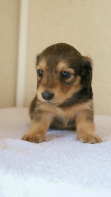 カニンヘンダックス　シェーデットクリーム　　女の子　子犬