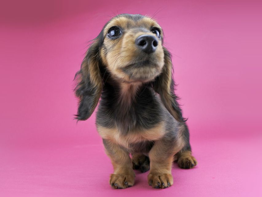 カニンヘンダックス ひな.2 & ジムの子犬 レッド 男の子