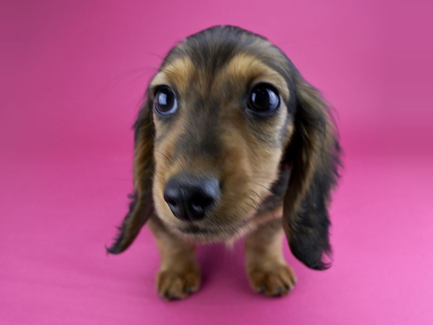 カニンヘンダックス ひな.2 & ジムの子犬 レッド 男の子