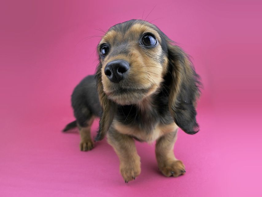 カニンヘンダックス ひな.2 & ジムの子犬 レッド 男の子