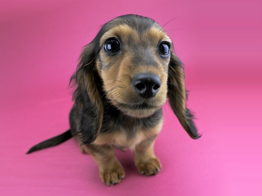 カニンヘンダックス ひな.2 & ジムの子犬 レッド 男の子