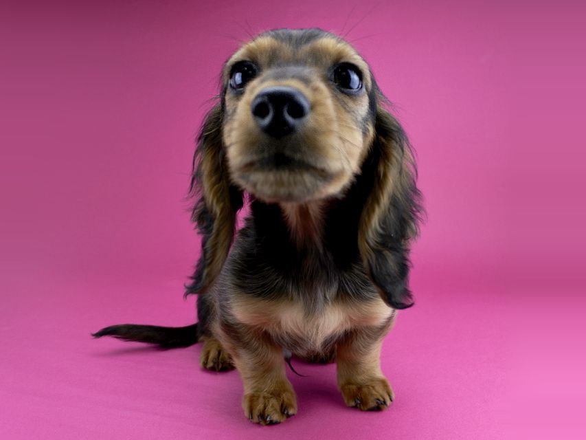 カニンヘンダックス ひな.2 & ジムの子犬 レッド 男の子