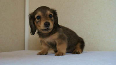 2012.5.10生まれカニンヘン・ベルの赤ちゃん　シェーデットクリーム　女の子