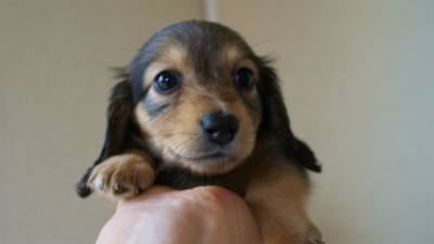 2012.5.10生まれカニンヘン・ベルの赤ちゃん　シェーデットクリーム　女の子