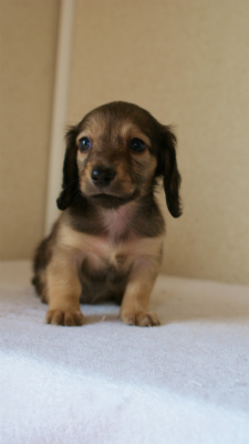 2012.5.10生まれカニンヘン・ベルの赤ちゃん　シェーデットクリーム男の子