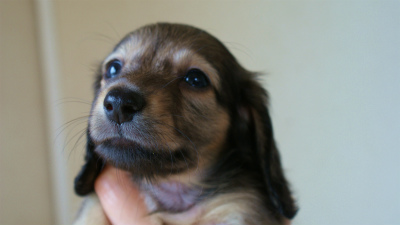 2012.5.10生まれカニンヘン・ベルの赤ちゃん　シェーデットクリーム男の子