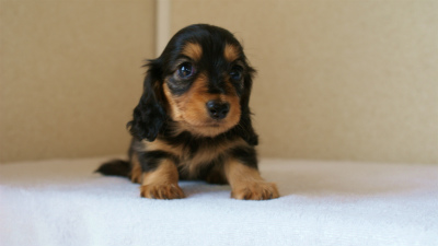2012.5.18生まれカニンヘン・マロの赤ちゃん　ブラック＆タン女の子