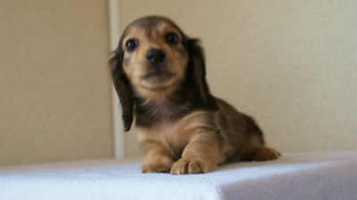 2012.5.10生まれカニンヘン・ベルの赤ちゃん　シェーデットクリーム　女の子