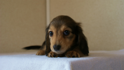 2012.5.10生まれカニンヘン・ベルの赤ちゃん　シェーデットクリーム　女の子