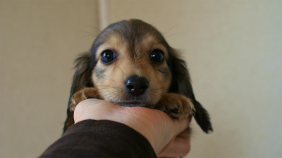 2012.5.10生まれカニンヘン・ベルの赤ちゃん　シェーデットクリーム　女の子