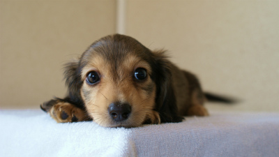 2012.5.10生まれカニンヘン・ベルの赤ちゃん　シェーデットクリーム　女の子