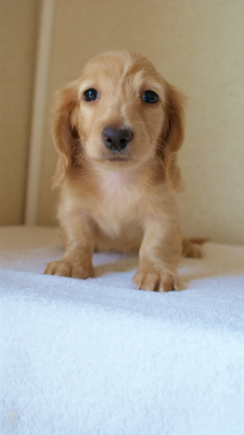 カニヘンダックス　クリーム　男の子